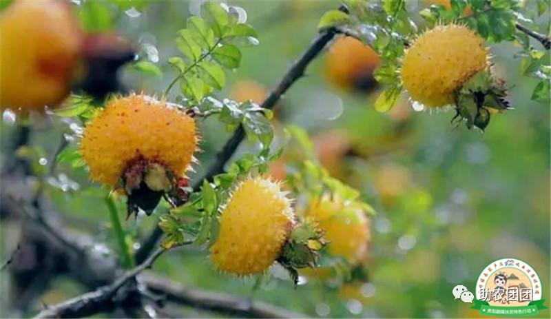 刺梨功能营养饮料,助农团团营养餐