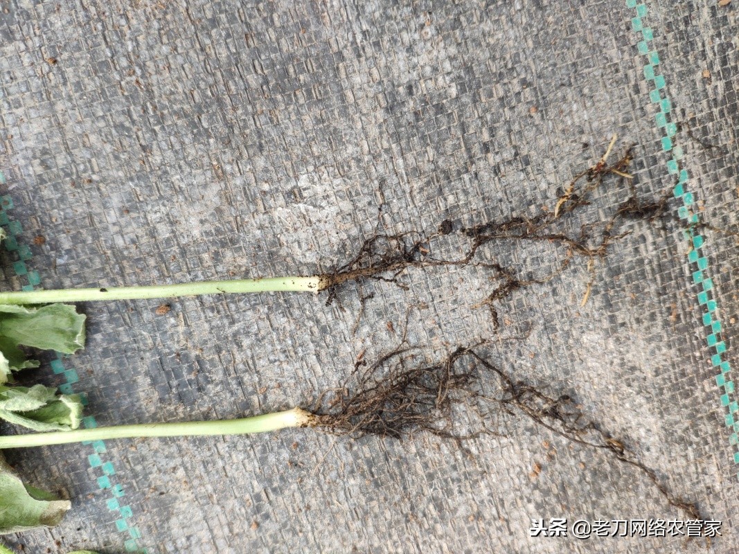 西瓜的脐腐病用什么药治疗,西瓜根腐病发作