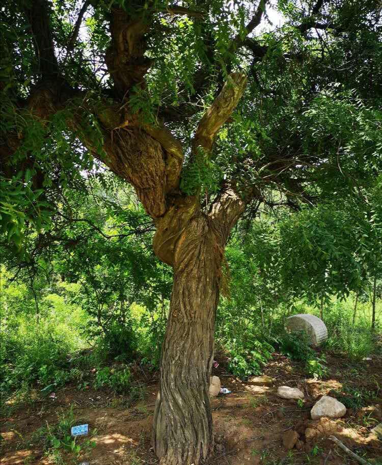 生态宜居家园风景,生态环境美丽家园