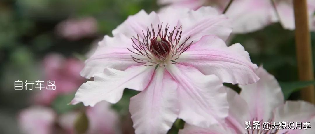 10元3棵铁线莲苗多色,铁线莲苗圃视频