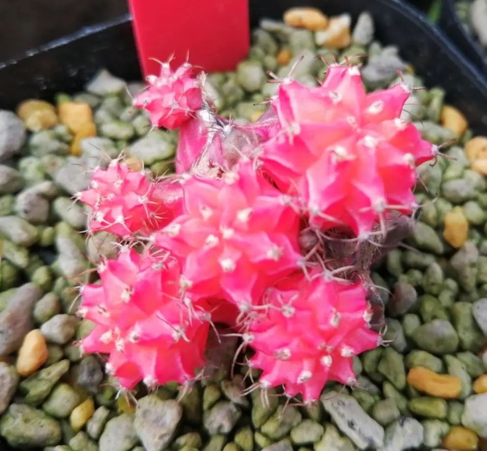 牡丹茎腐病怎么治好的,绯牡丹徒长怎么办