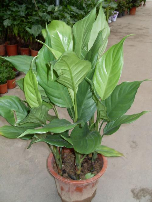 万年青用深盆还是用浅盆种植,养万年青有什么好处和坏处