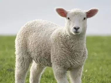 怎样挑选真正的纯羊毛大衣,双面呢羊毛大衣知识讲解