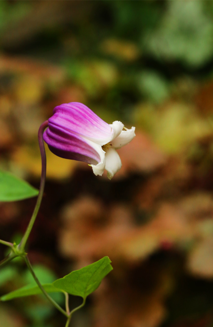 铁线莲卖家推荐,推荐靠谱的铁线莲店铺
