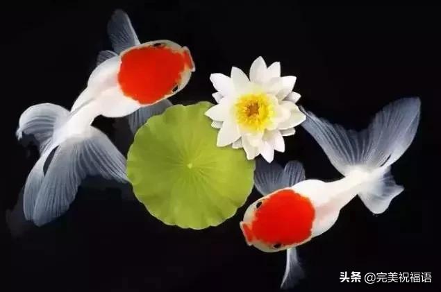 祝大家新年快乐年年有锦鲤,祝大家新年大吉年年有鱼