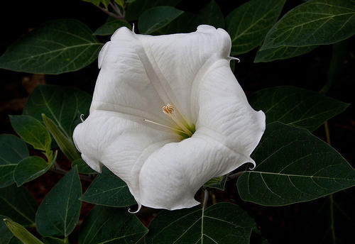 植物世界丨40款人见人爱的爆火花卉居然都是入侵植物，丢弃要犯罪