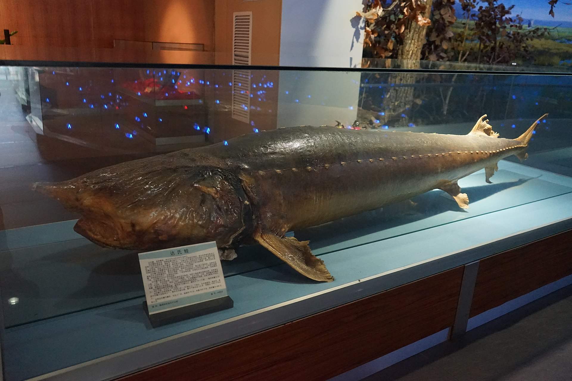 5米重2000斤达氏鳇后续,渔民意外捕获300斤达氏鳇