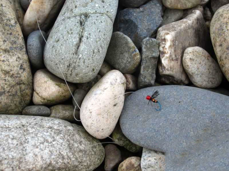 阿勒泰地区，追寻这种冷水溪流中的精灵“花翅子”现在已经禁钓