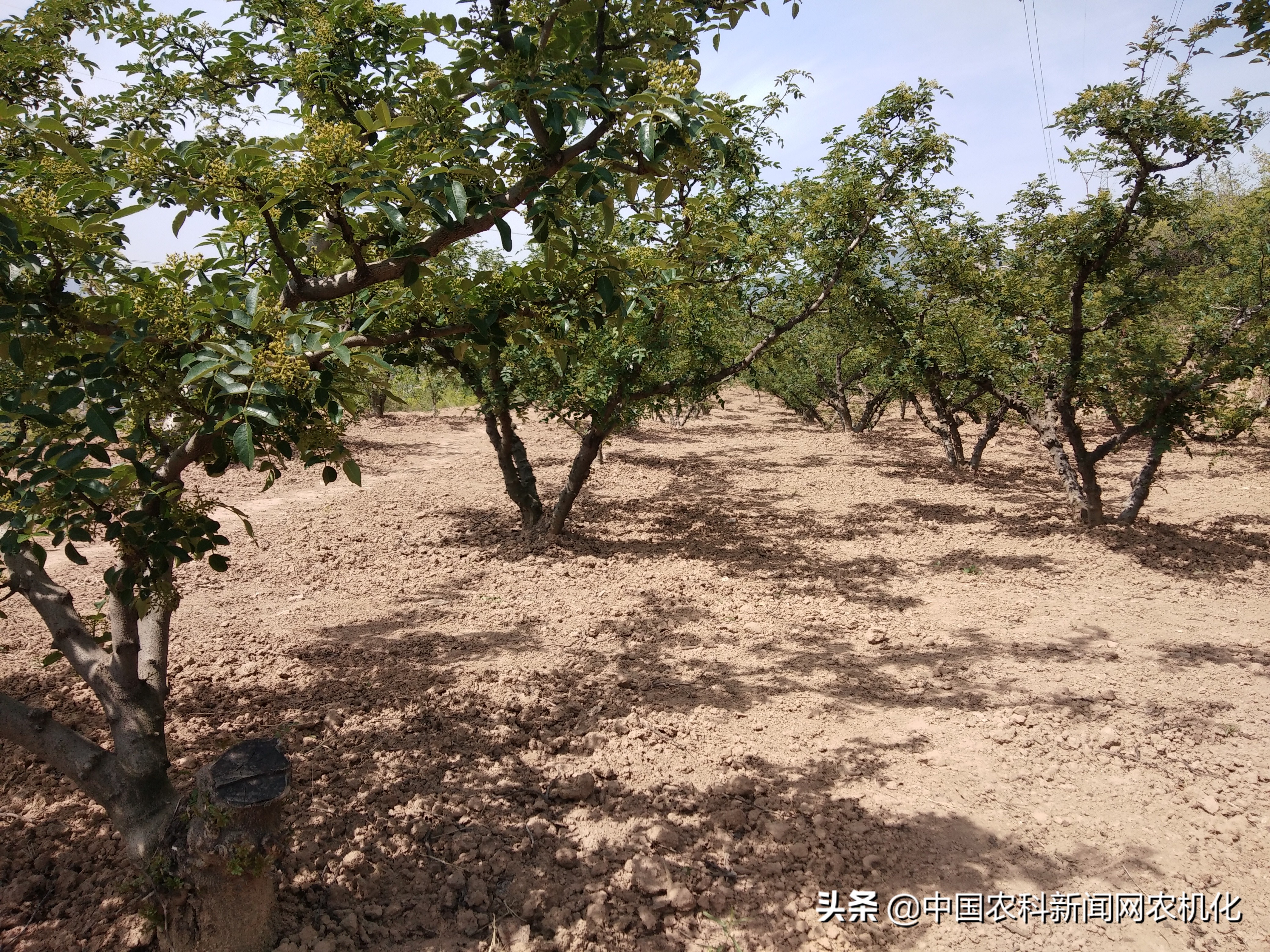 花椒大量落果怎么办,花椒树落果是怎么回事