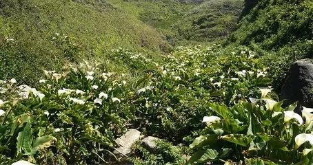 马蹄莲观赏内容,一盆马蹄莲
