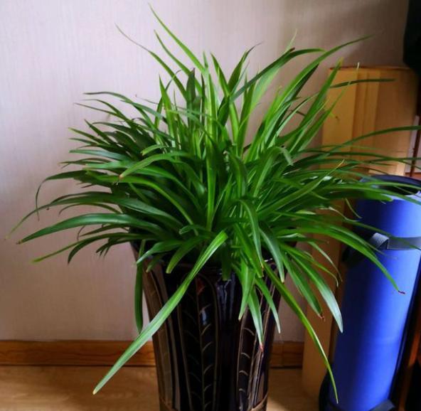 金边吊兰开花后长出藤茎怎么处理,吊兰养护方法和注意事项