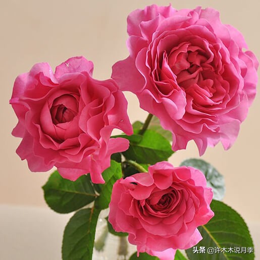 月季常见叶子问题,月季都有什么病怎么治