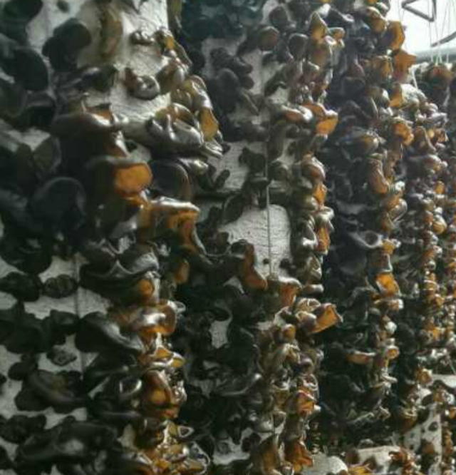 【原创】黑木耳代料栽培技术