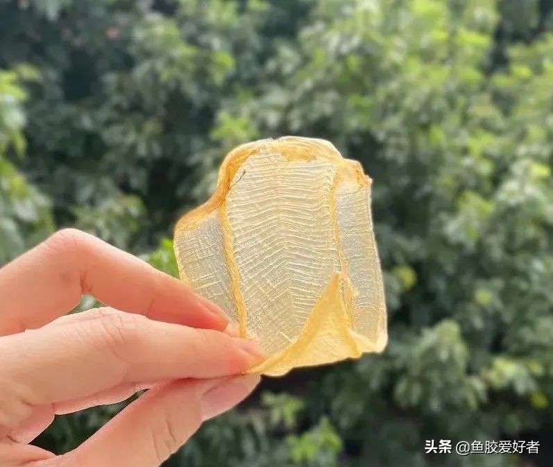 本港小白花胶与白花胶的区别,花胶白色和黄色区别