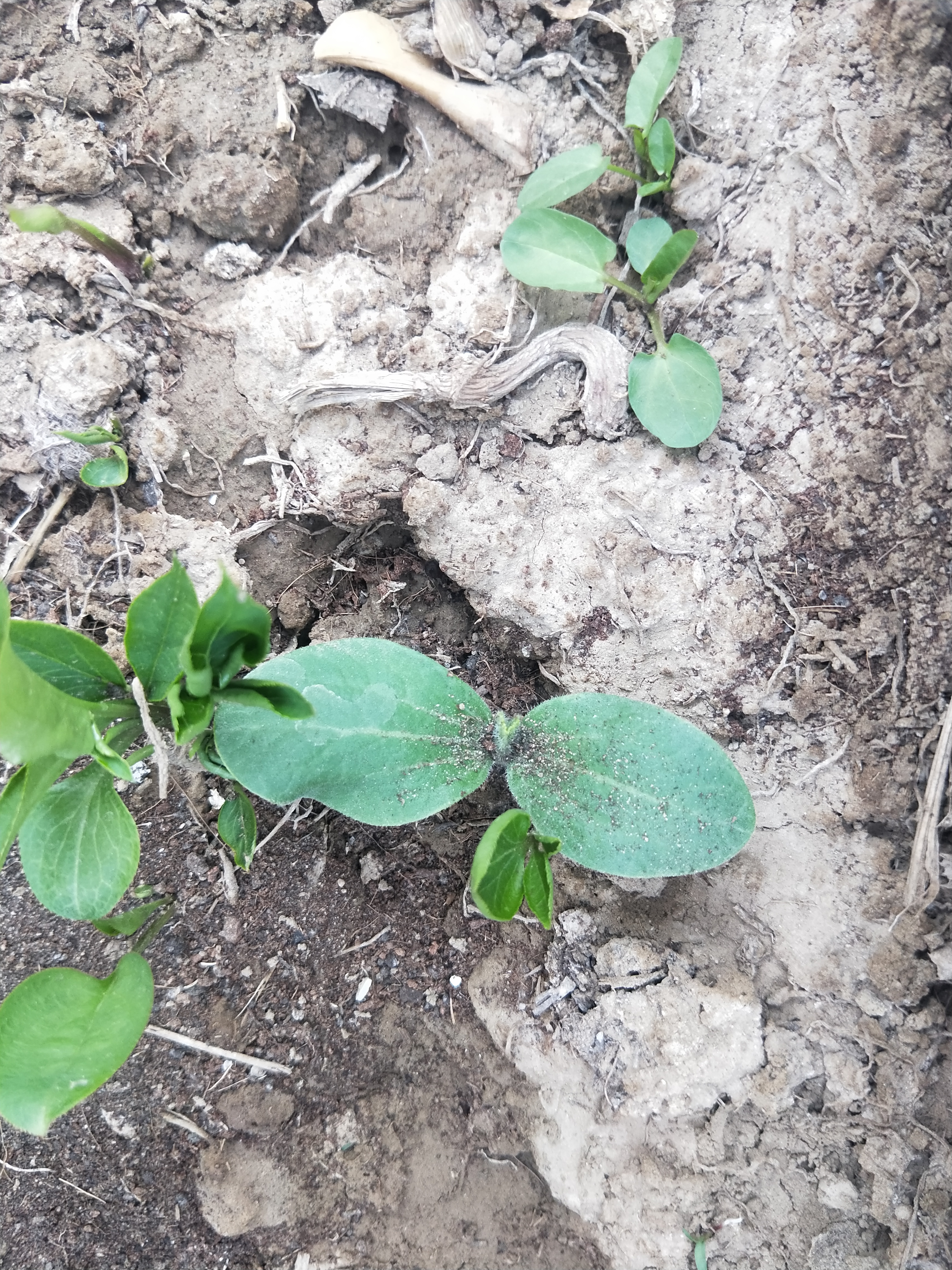 种菜日记大全200字,种菜日记