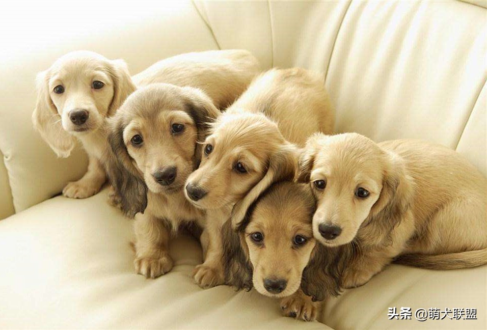 狗界最凶猛的犬,十大聪明名犬腊肠犬