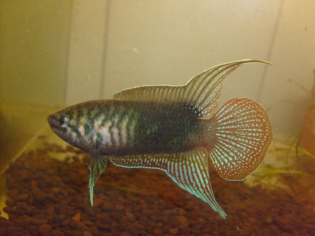 中国外国大型品种观赏鱼,中国观赏鱼都有什么