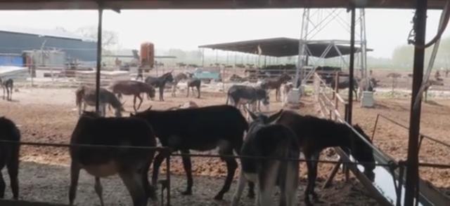 河南乡镇最霸气驴肉,山西最霸气驴肉馆一头驴煮一锅