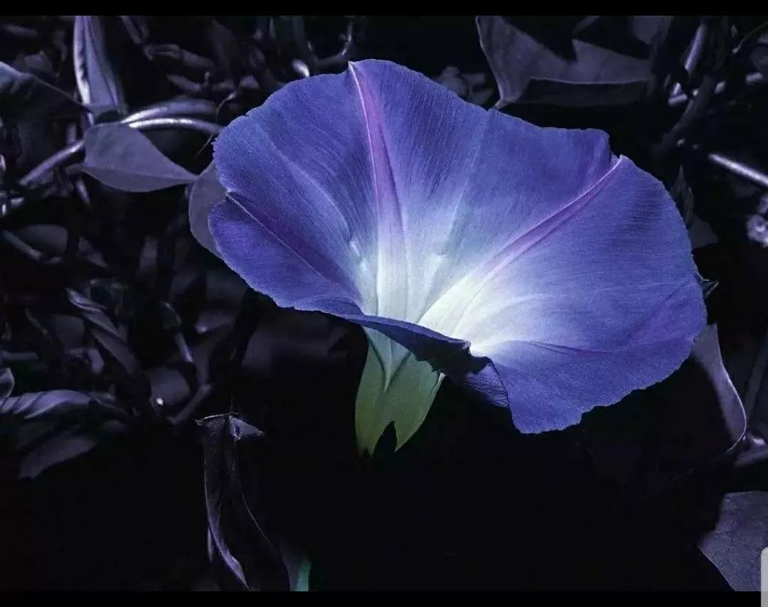 奇葩造型花:头上长草,心中有鬼,白月光。白天不开你非要晚上开