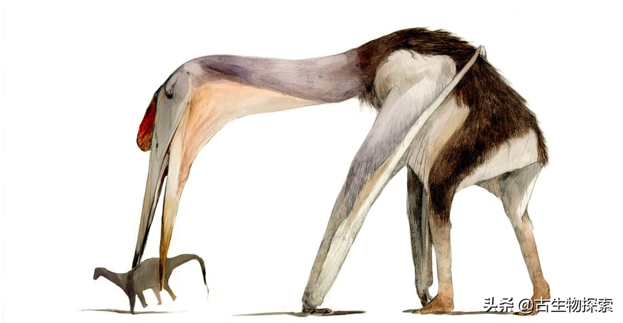 巨型翼龙视频,超大型翼龙