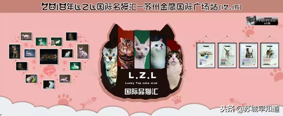 周末喵力四射！国际品猫汇，来吸猫！卢米埃影城18元看龙猫！
