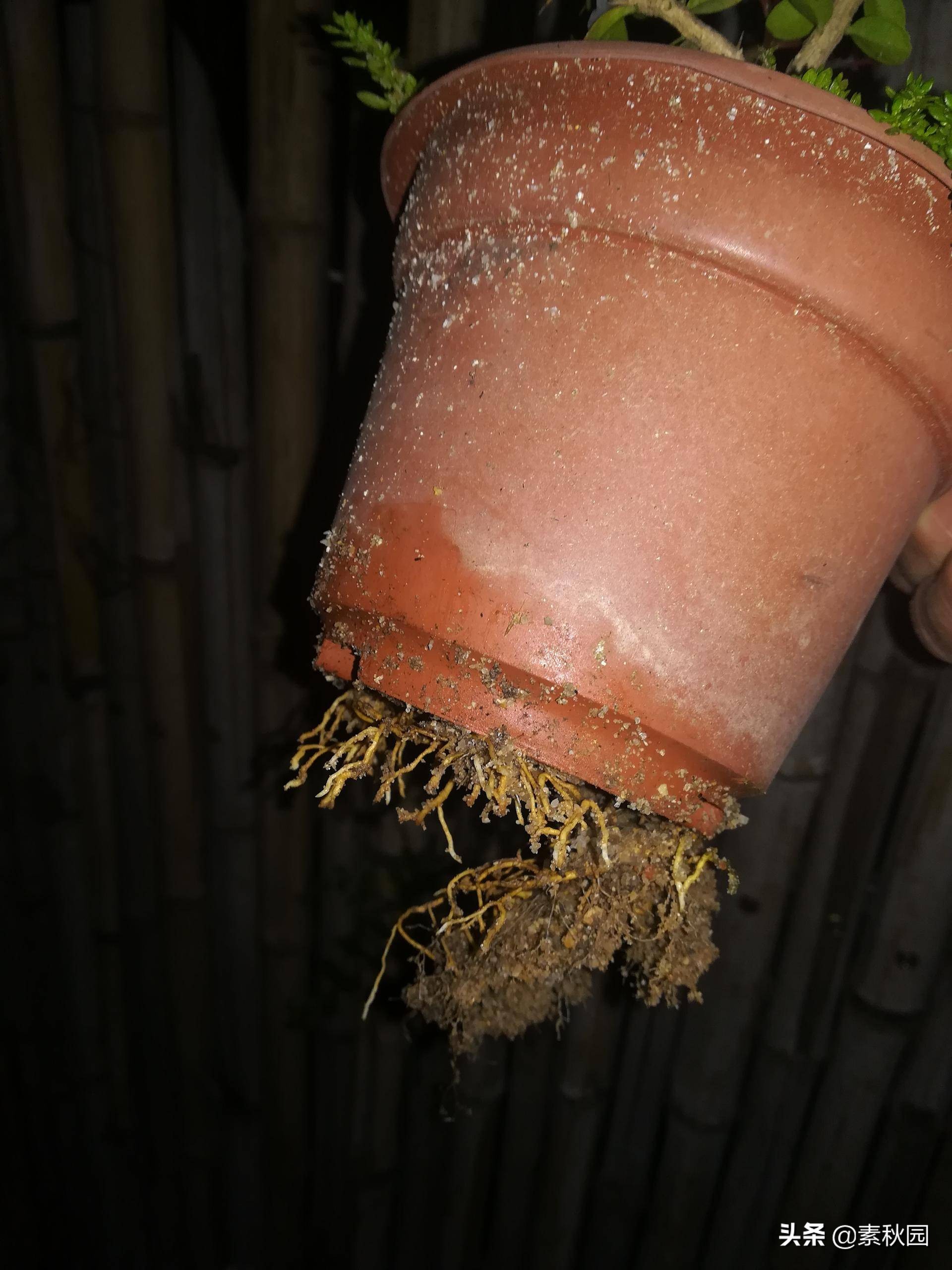 怎样从一棵小苗培养成提根盆景—台湾真柏