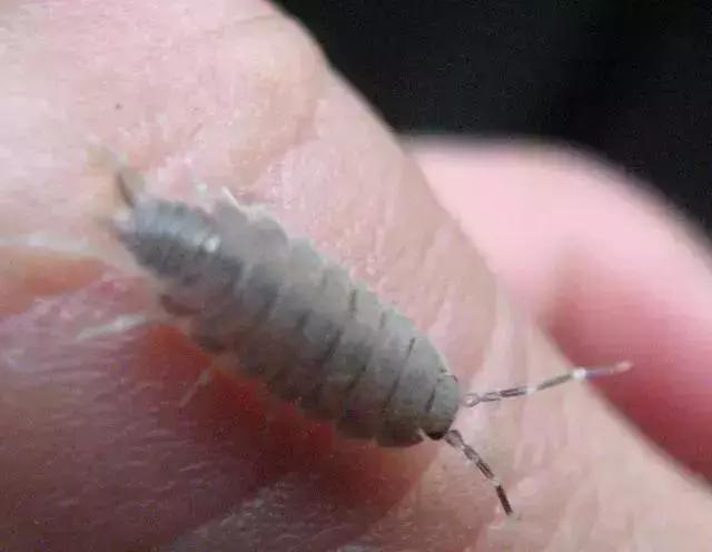 绿叶蔬菜防治地下害虫的方法,蔬菜害虫种类及防治ppt