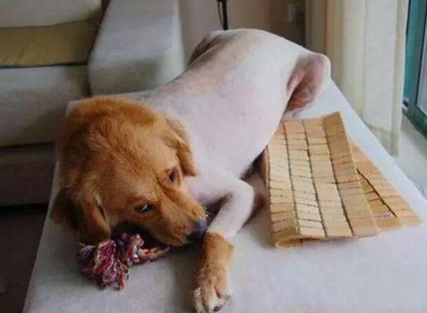 狗狗换毛季的正确方法,狗狗换毛正确处理方法