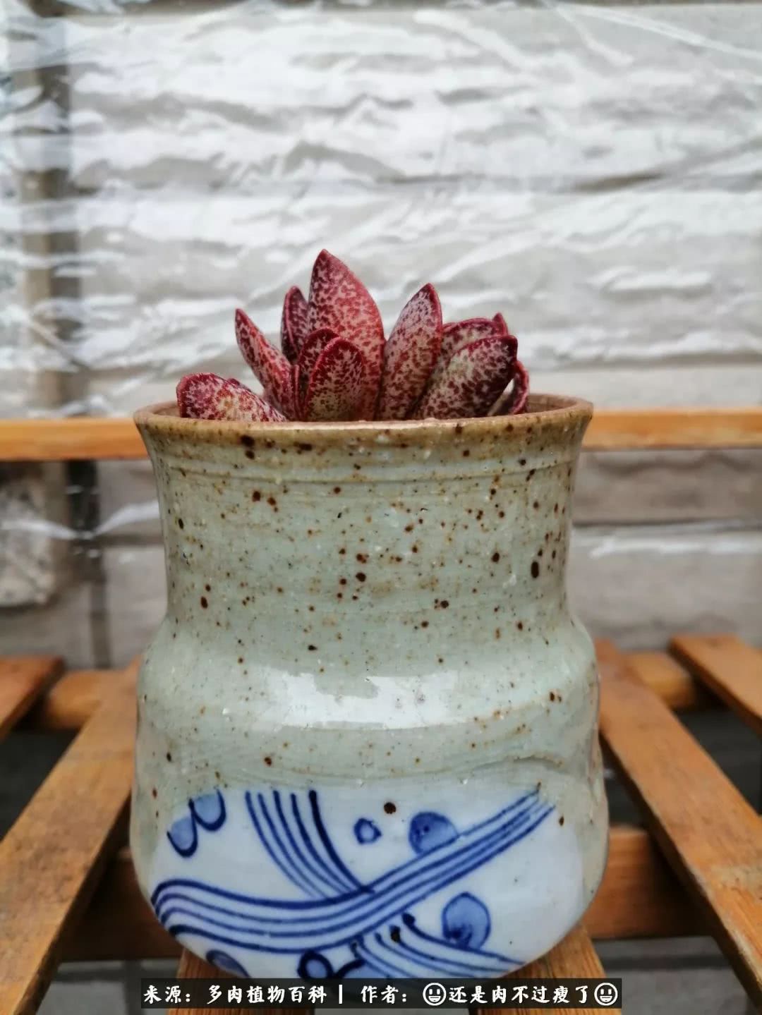 日照弘一法师,日照法师请师父