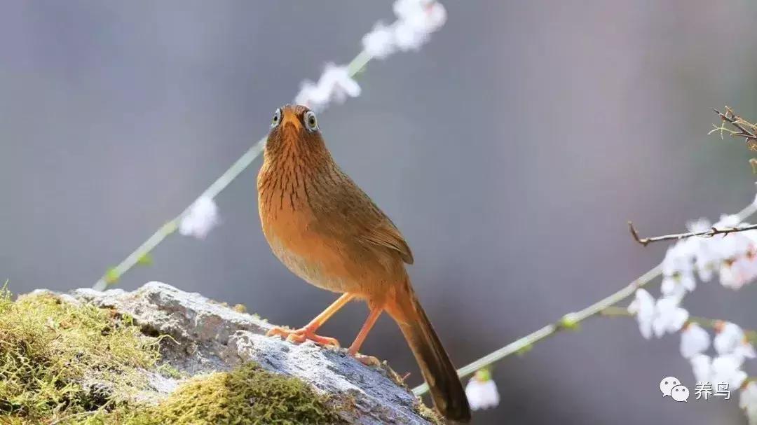 画眉鸟的饲养有何技巧,饲养画眉鸟违法吗