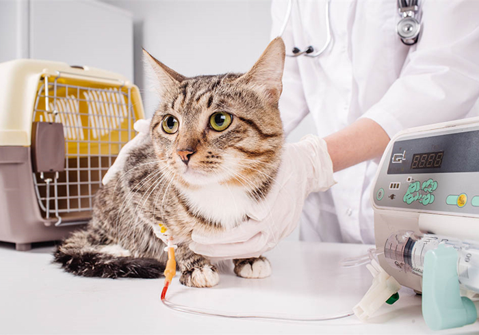 辟谣，猫咪白细胞激增就是患病？主人被告知：压力也会导致其升高