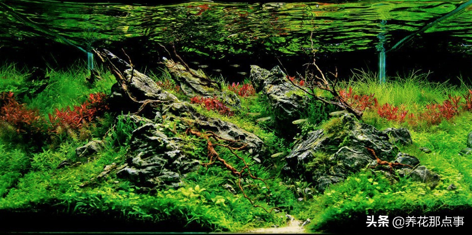 鱼缸里丢田螺,鱼缸里蚬子就剩壳了