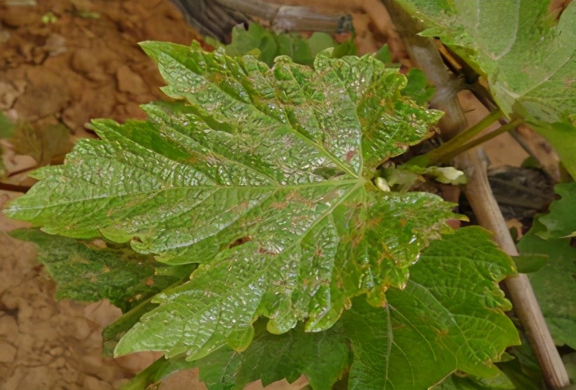 葡萄叶子变黄发红是什么原因,葡萄新叶黄化是什么原因