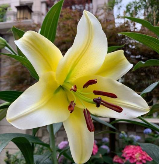 盆栽百合施肥,盆栽百合种球施什么肥