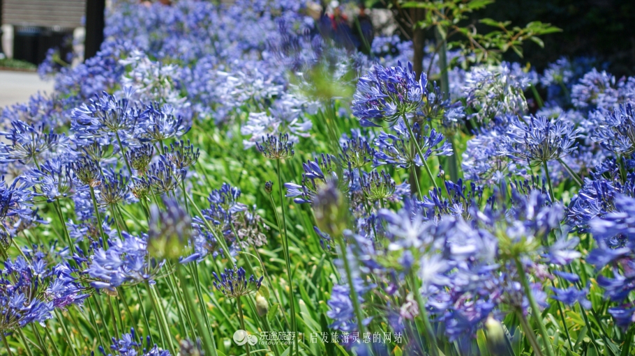 留学美国：加州大学洛杉矶分校UCLA