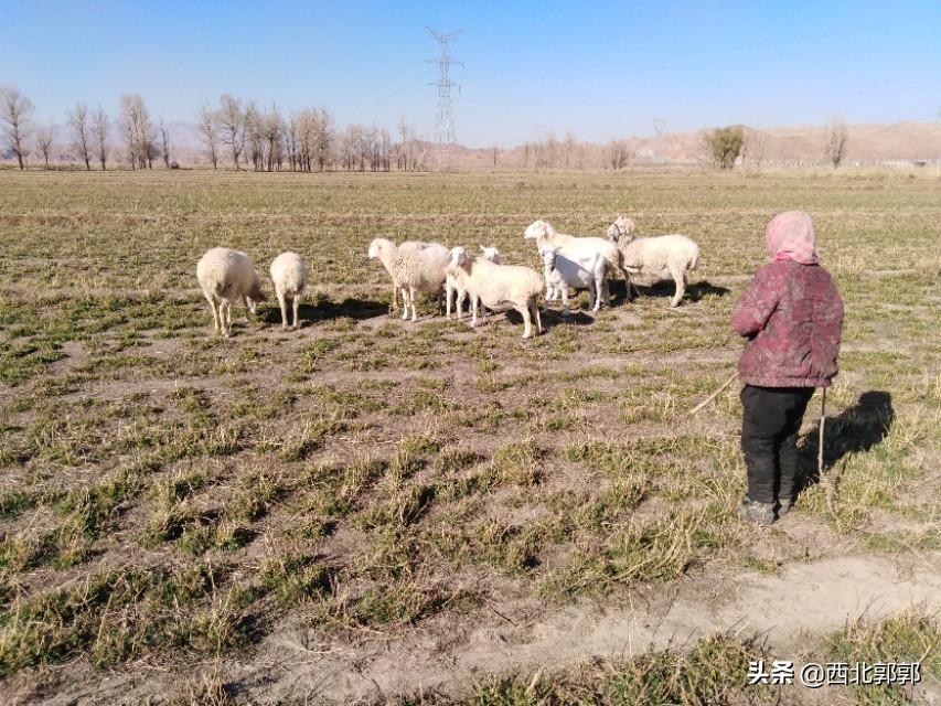 放养羊很简单?其实这些放羊技术你不一定会