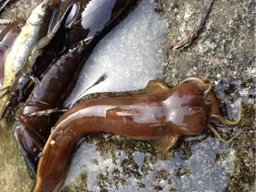 名贵的六种鱼你吃过几种,20种名贵海鱼