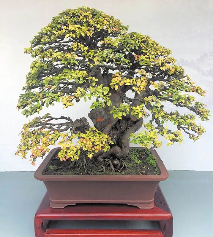 适合初学者制作的盆景造型,2016年最新盆景制作以及盆景欣赏