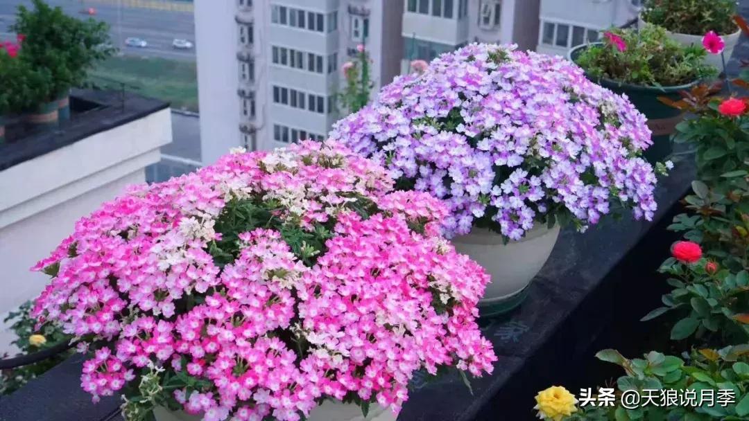 露台打造花海,她用10年改造庭院