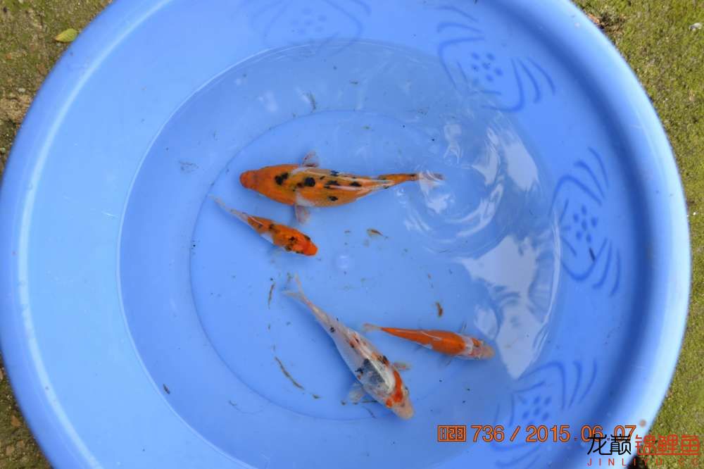 锦鲤苗成长,日本锦鲤水花苗成长