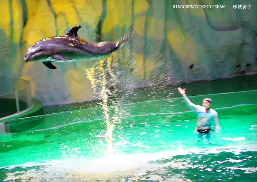 走进哈尔滨完整视频,走进哈尔滨海洋馆