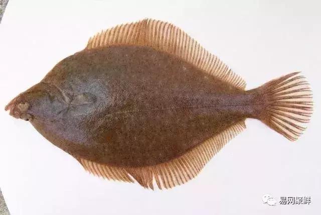 碟中鲽团购,鲽鱼推荐