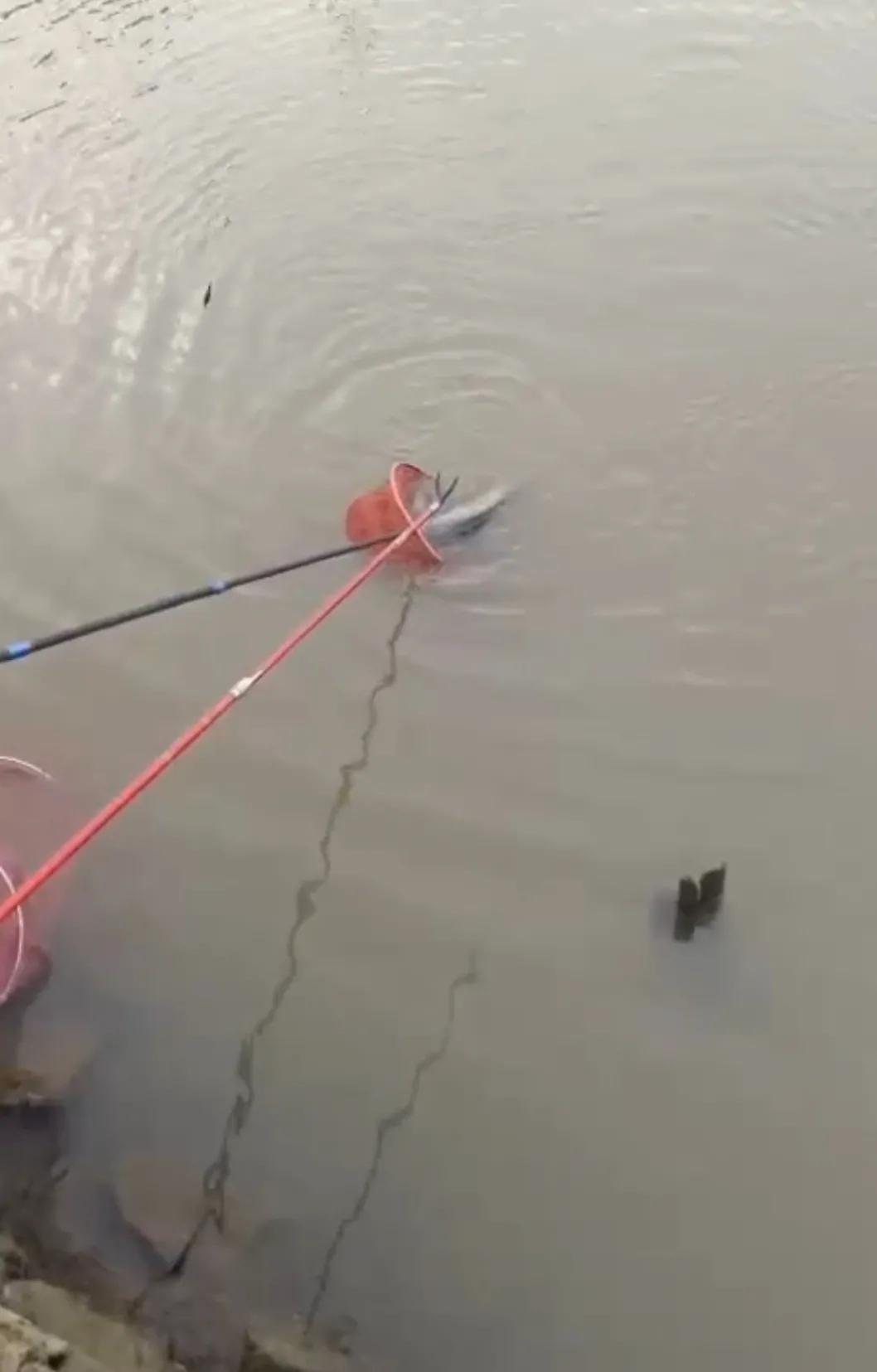 自制冷冻饵野钓效果,自己做大罗非专用饵