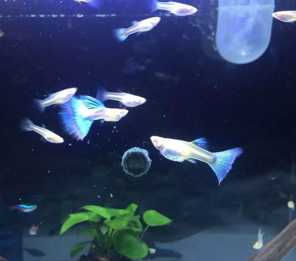 什么热带鱼可以和孔雀鱼混养,哪些热带鱼可以和孔雀鱼混养