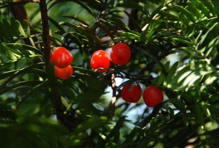 夏季红豆杉叶子发黄枯萎还能救活,红豆杉叶子发干怎么办