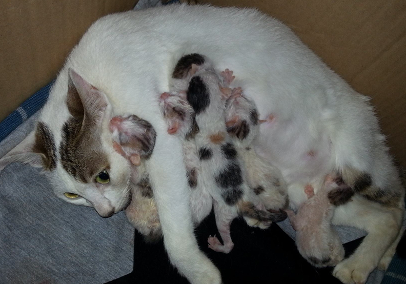 辟谣，剪流浪猫耳朵的都是坏人？需知这也是一种保护方式