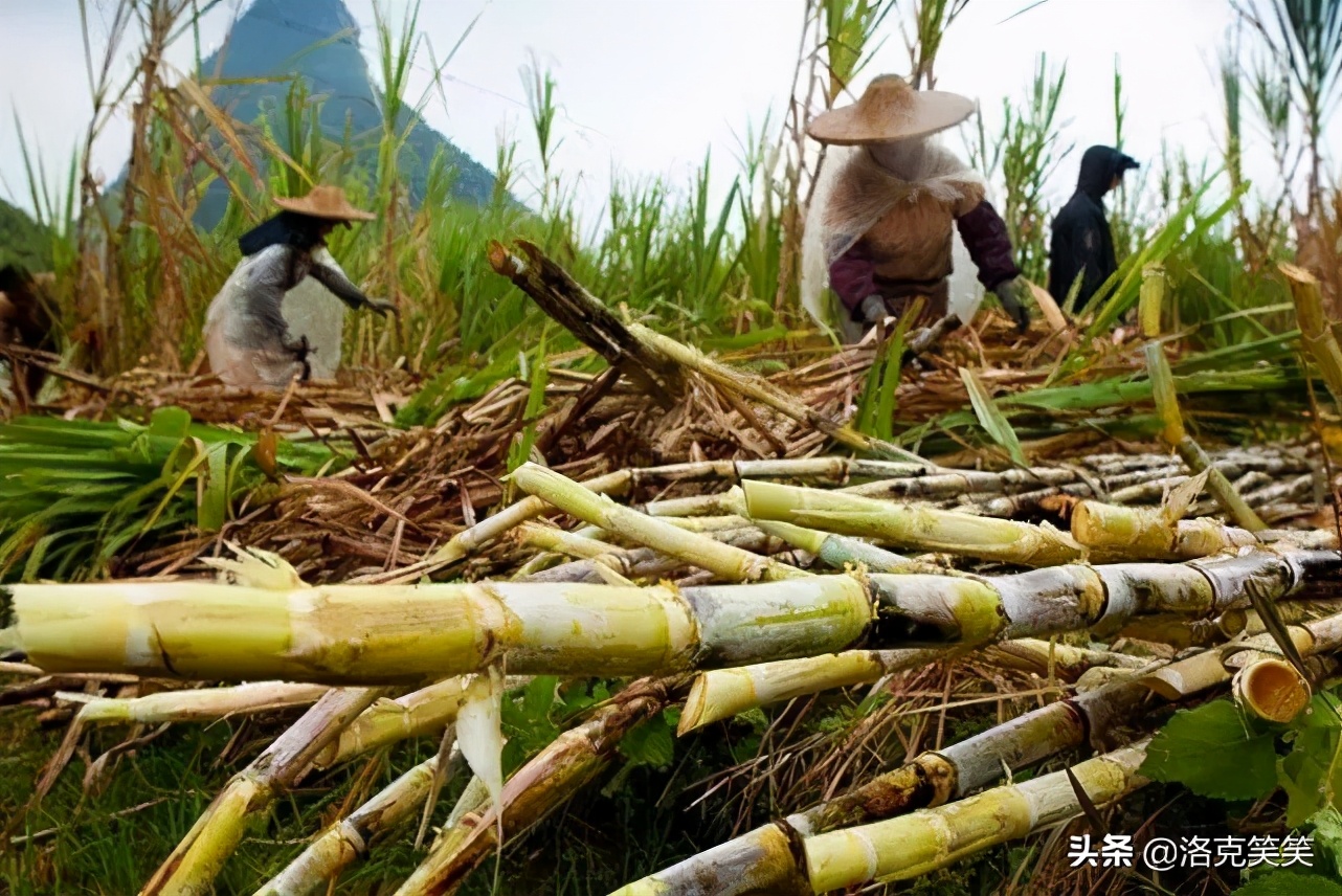 从剃头匠到首富叫什么,黄奕住如何从剃头匠成为中国首富
