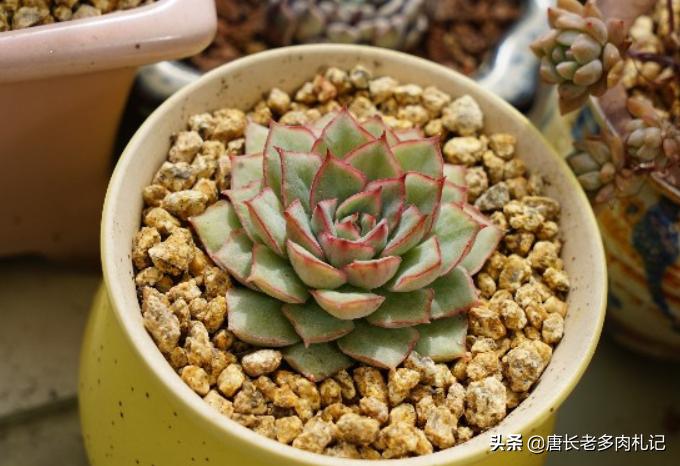 养多肉是个坑,养多肉不为人知的秘密