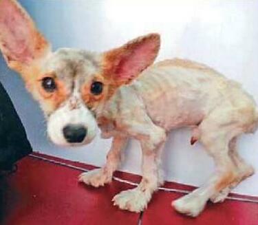 饲养柯基犬有哪些需要注意的地方,饲养柯基犬需要注意的五件小事