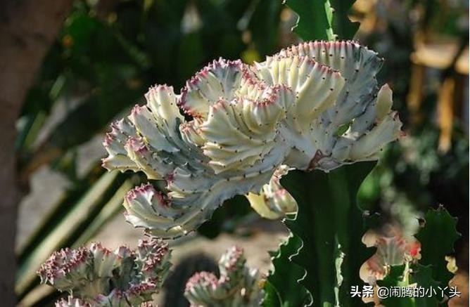 彩春峰变红,彩春峰品种图片